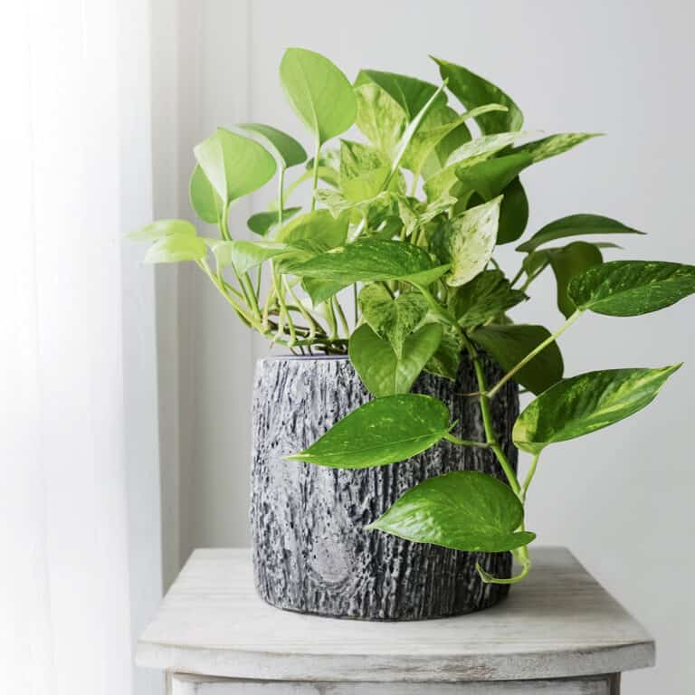 feng shui for positive energy at home