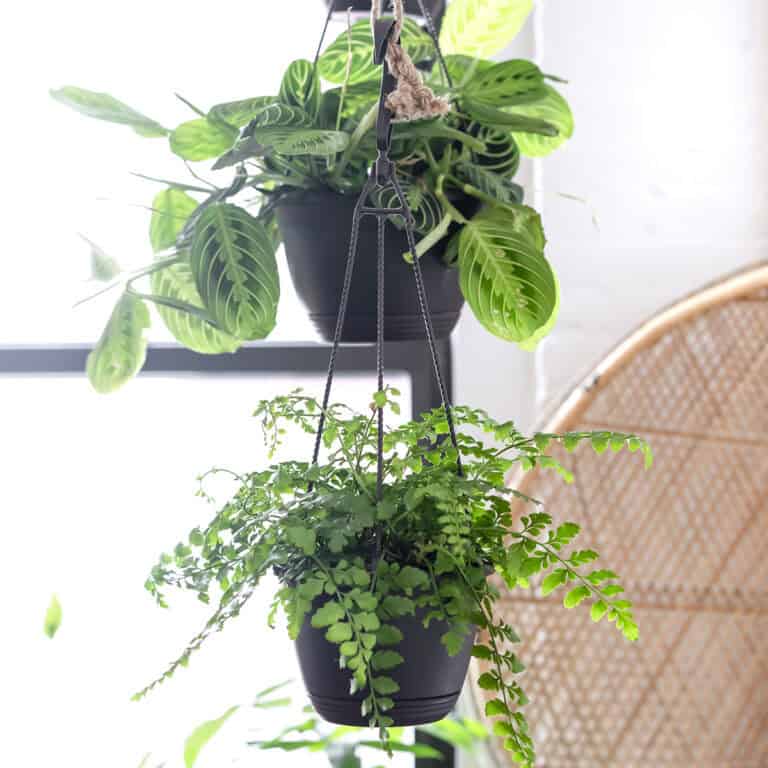 things to get rid of for good feng shui