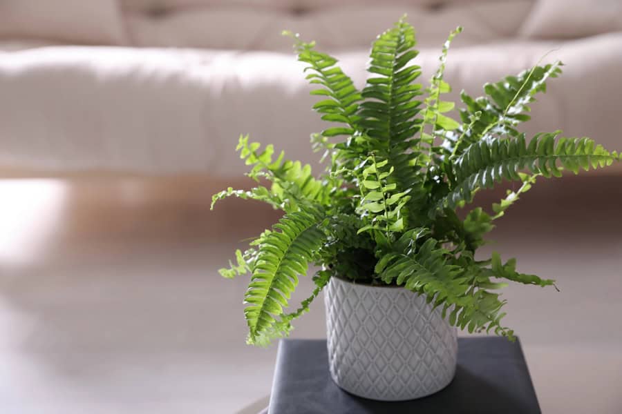boston fern on a table
