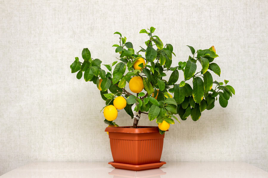 lemon tree in a pot