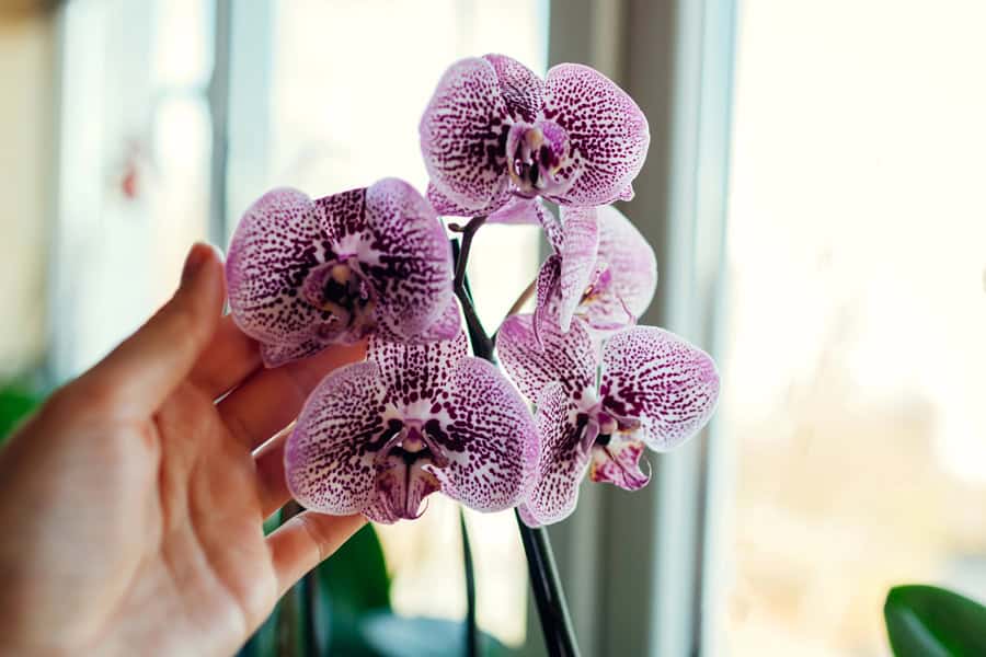 orchid in a window