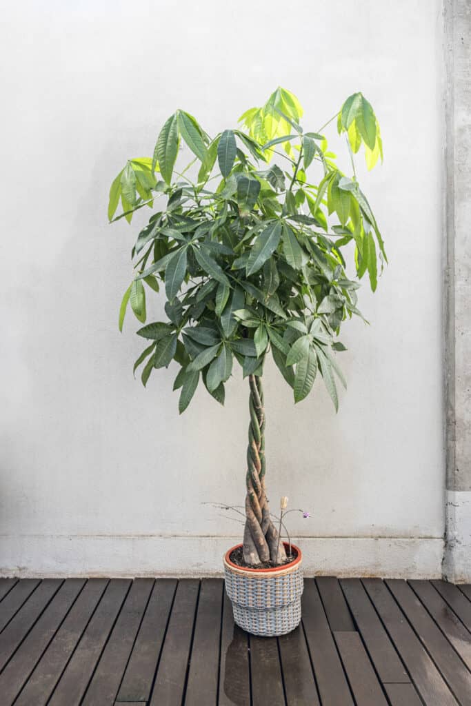 money plant in a pot