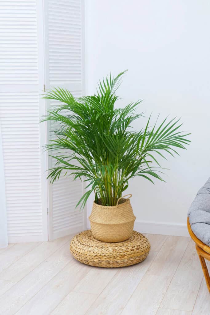 indoor palm plant in a pot