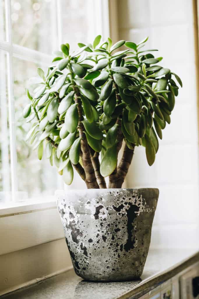 jade plant in front of a window