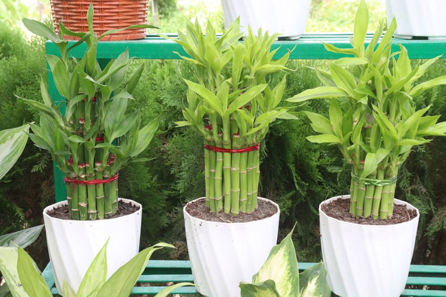 lucky bamboo plants in pots