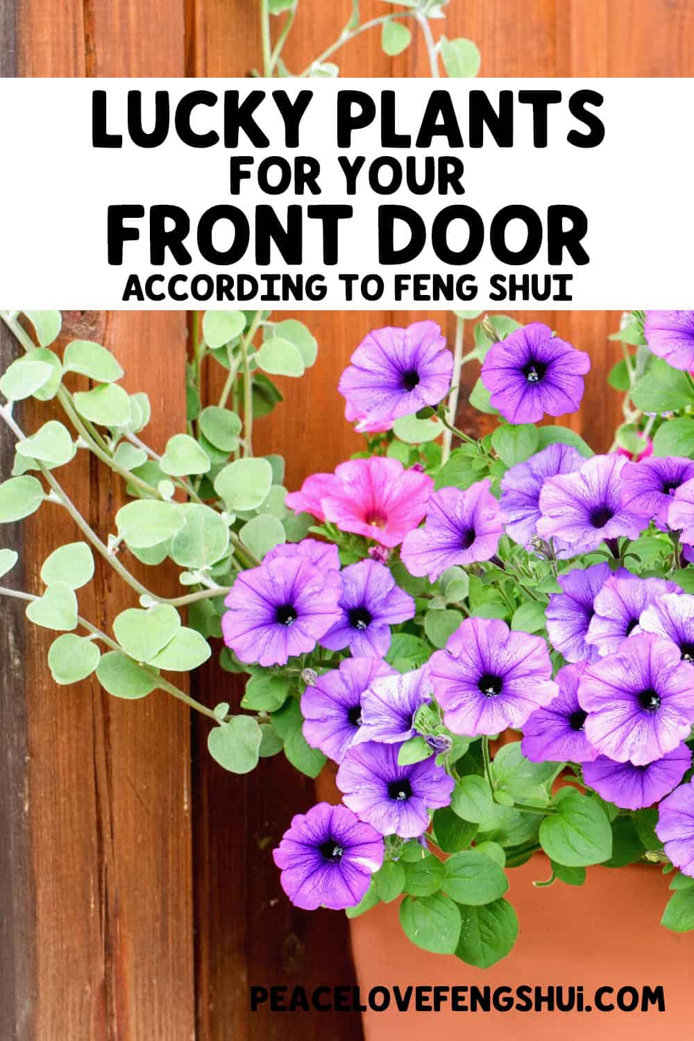 lucky plants for your front door according to feng shui