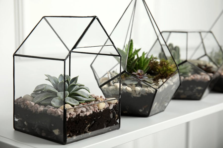 succulents in glass terrariums