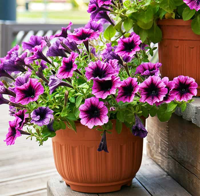 feng shui front door plants