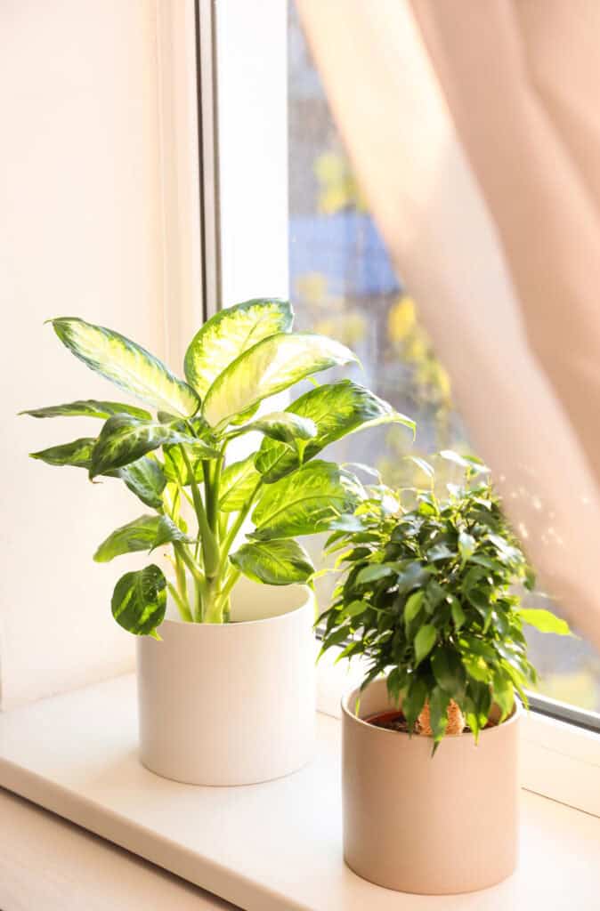 plants on a window sill